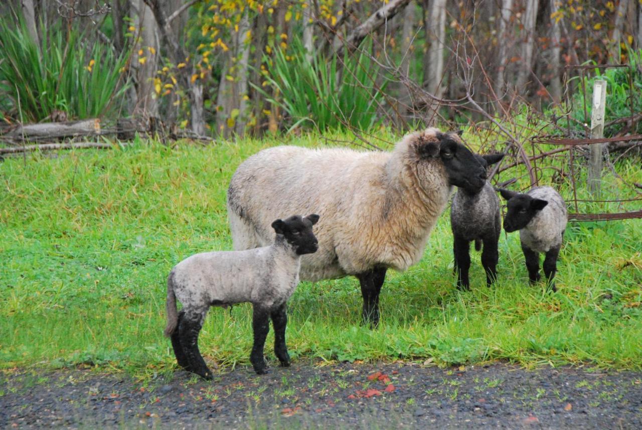 Back Valley Farmstay Bed And Breakfast Victor Harbor Zewnętrze zdjęcie